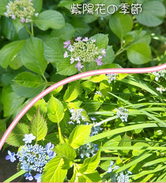 紫陽花