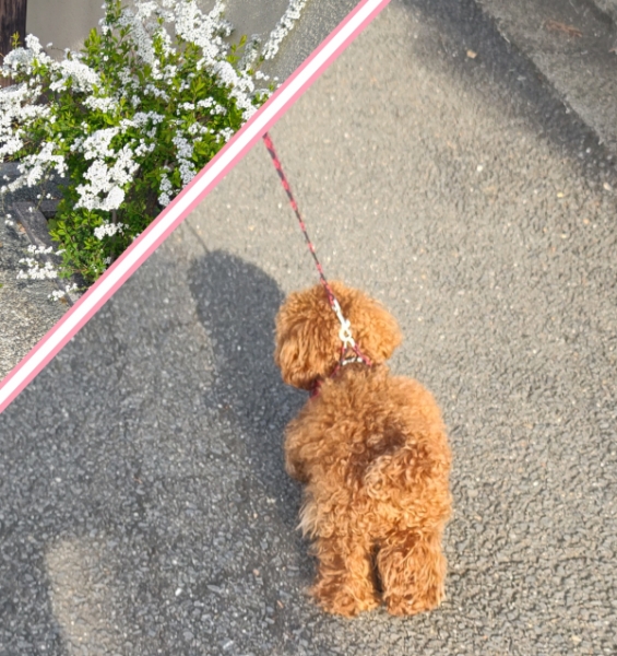 お散歩