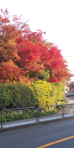 金閣寺紅葉