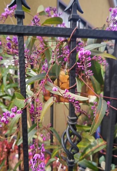なんの花?
