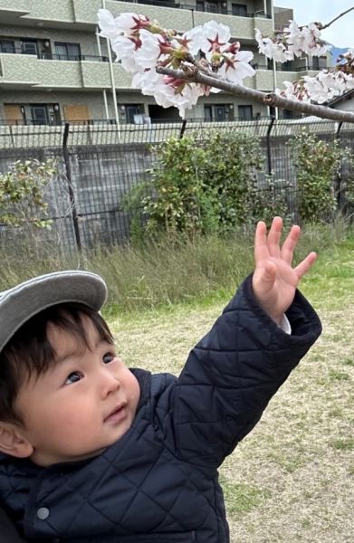 サクラとりたい