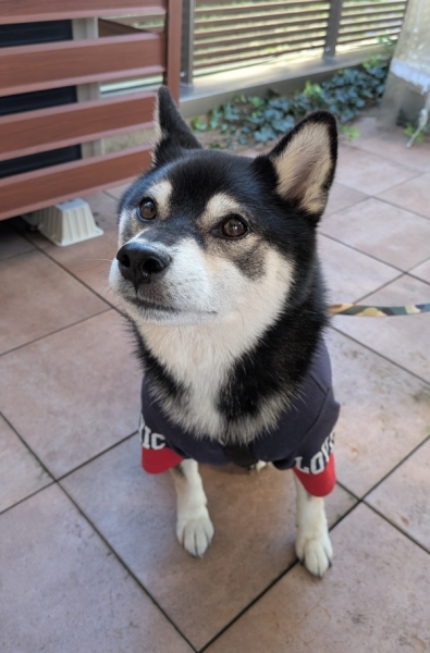 23日のワンちゃん