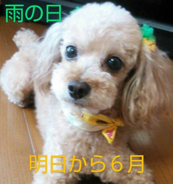 雨の日