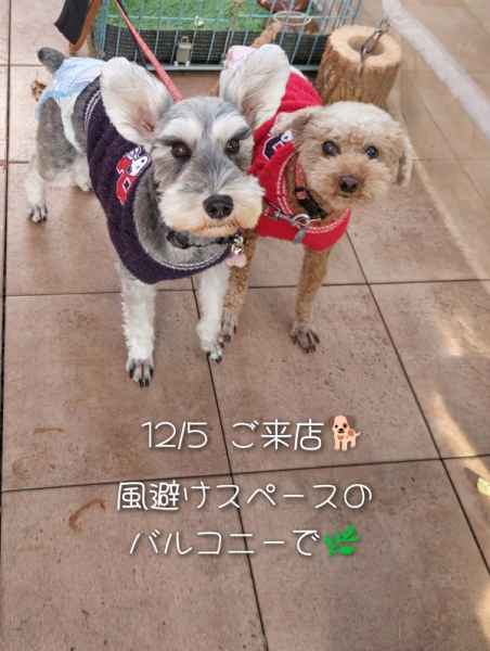 昨日のワンちゃん