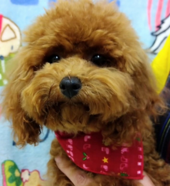 プー