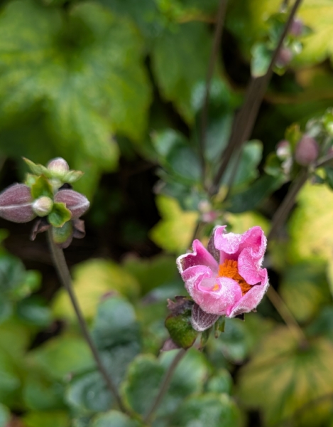 貴船菊