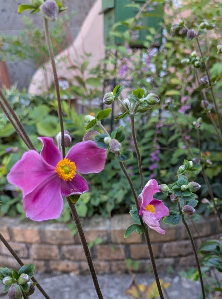 貴船菊