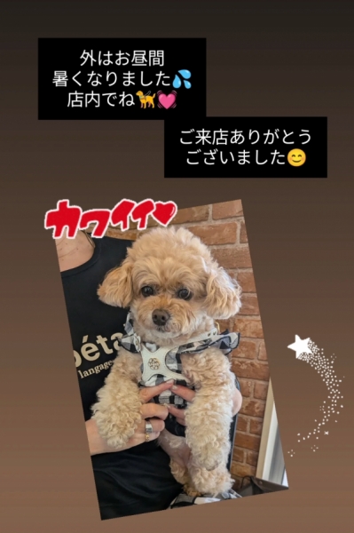 可愛い子ちゃん