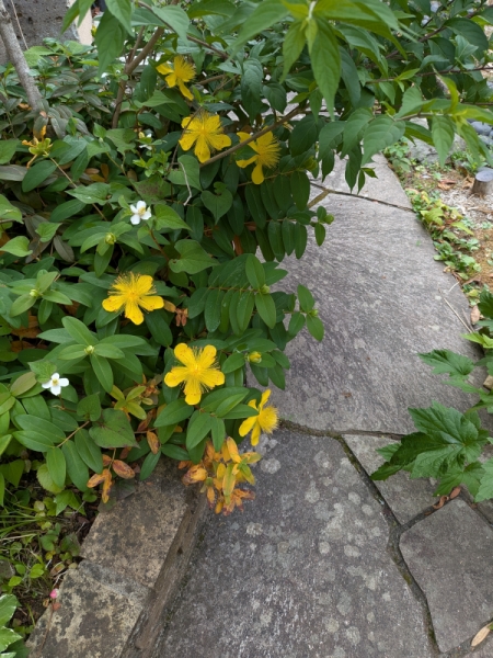 強い花
