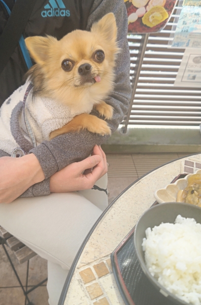 ワンちゃん