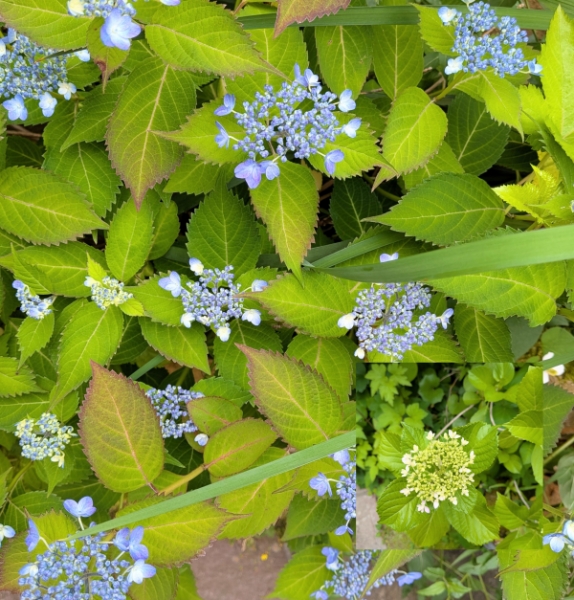 紫陽花